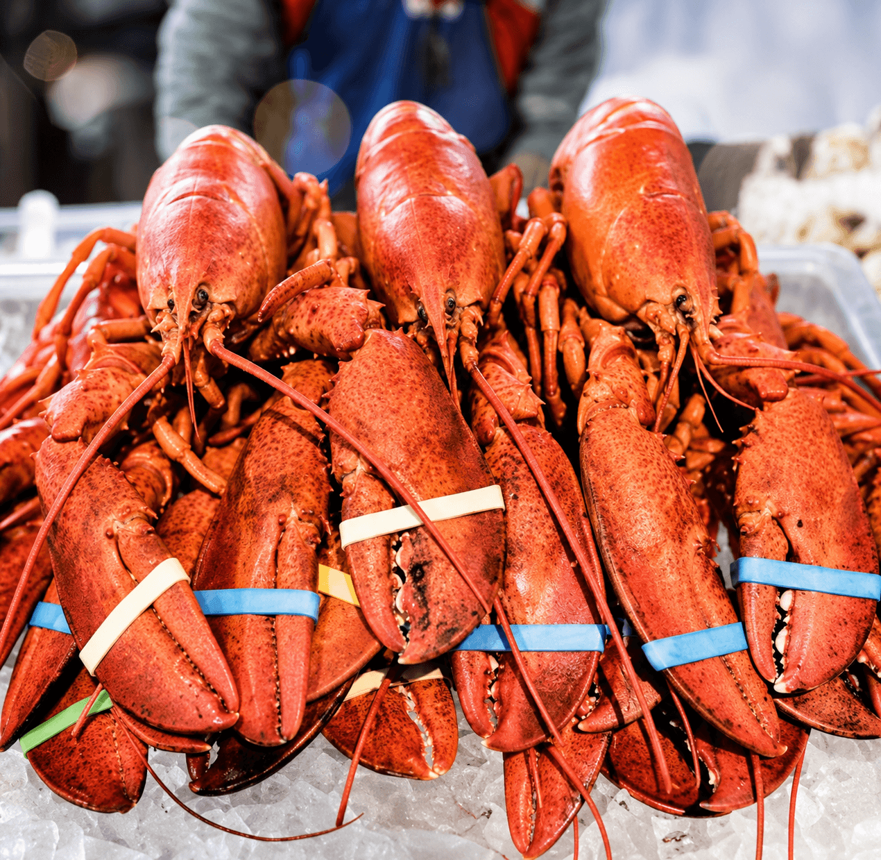 10lb box - 1 lb each, whole cooked lobsters