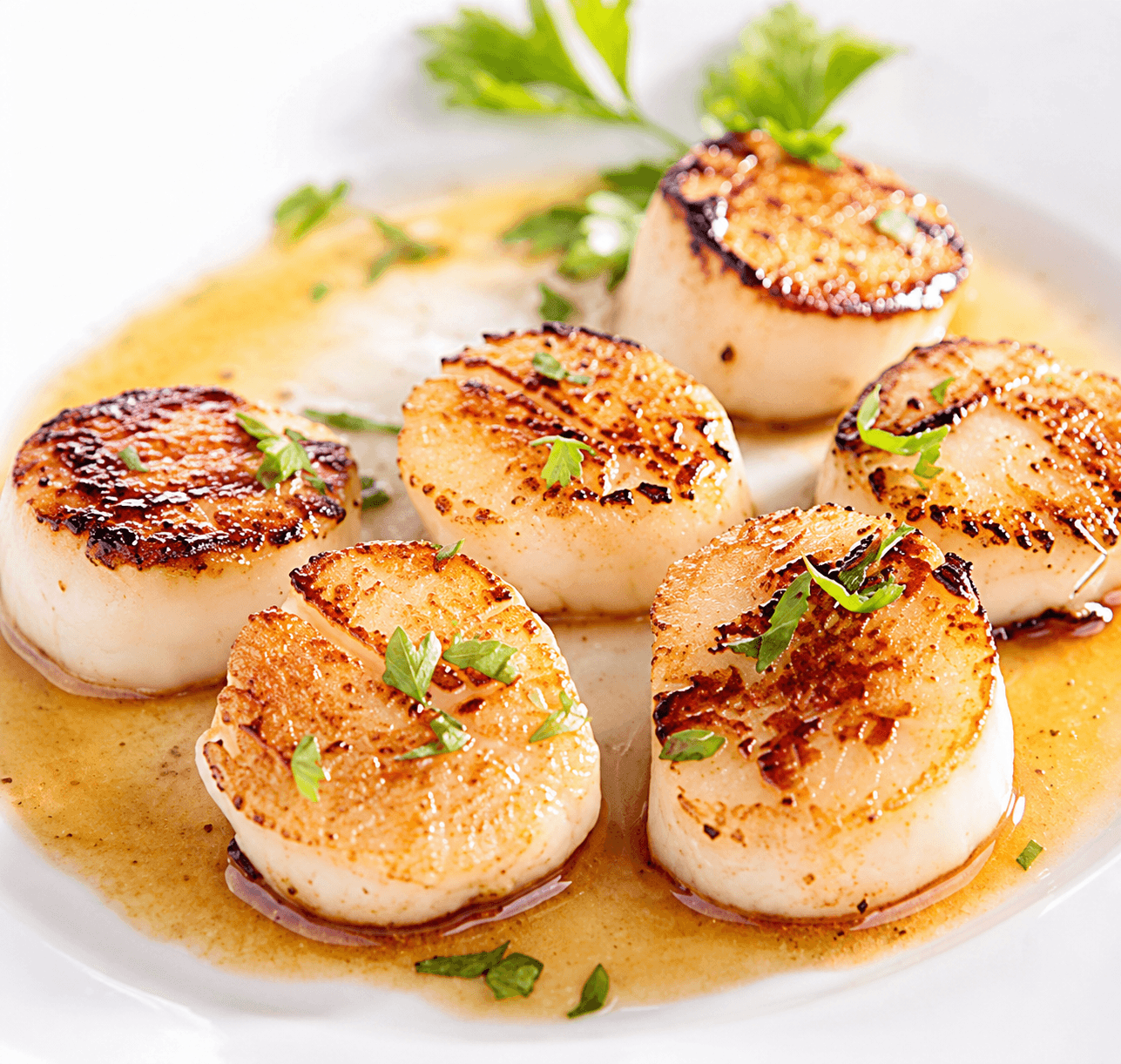 Digby NS Scallops