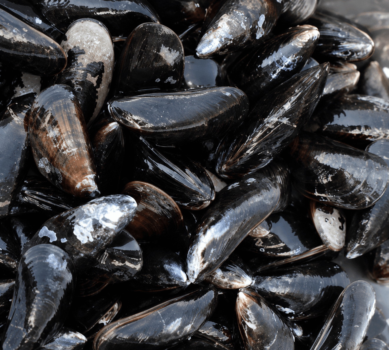 Mussels